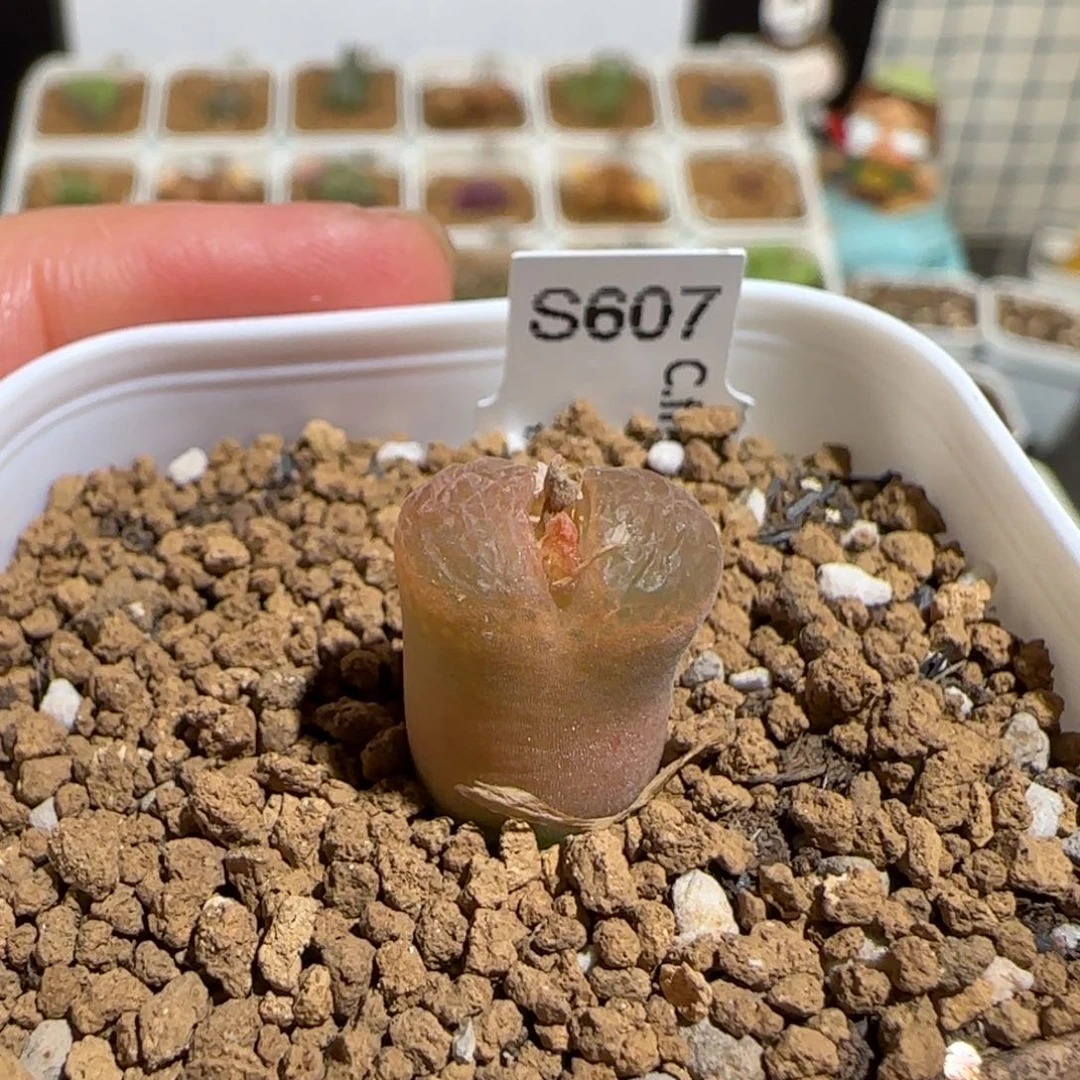 肉锥多肉植物组合-流沙858