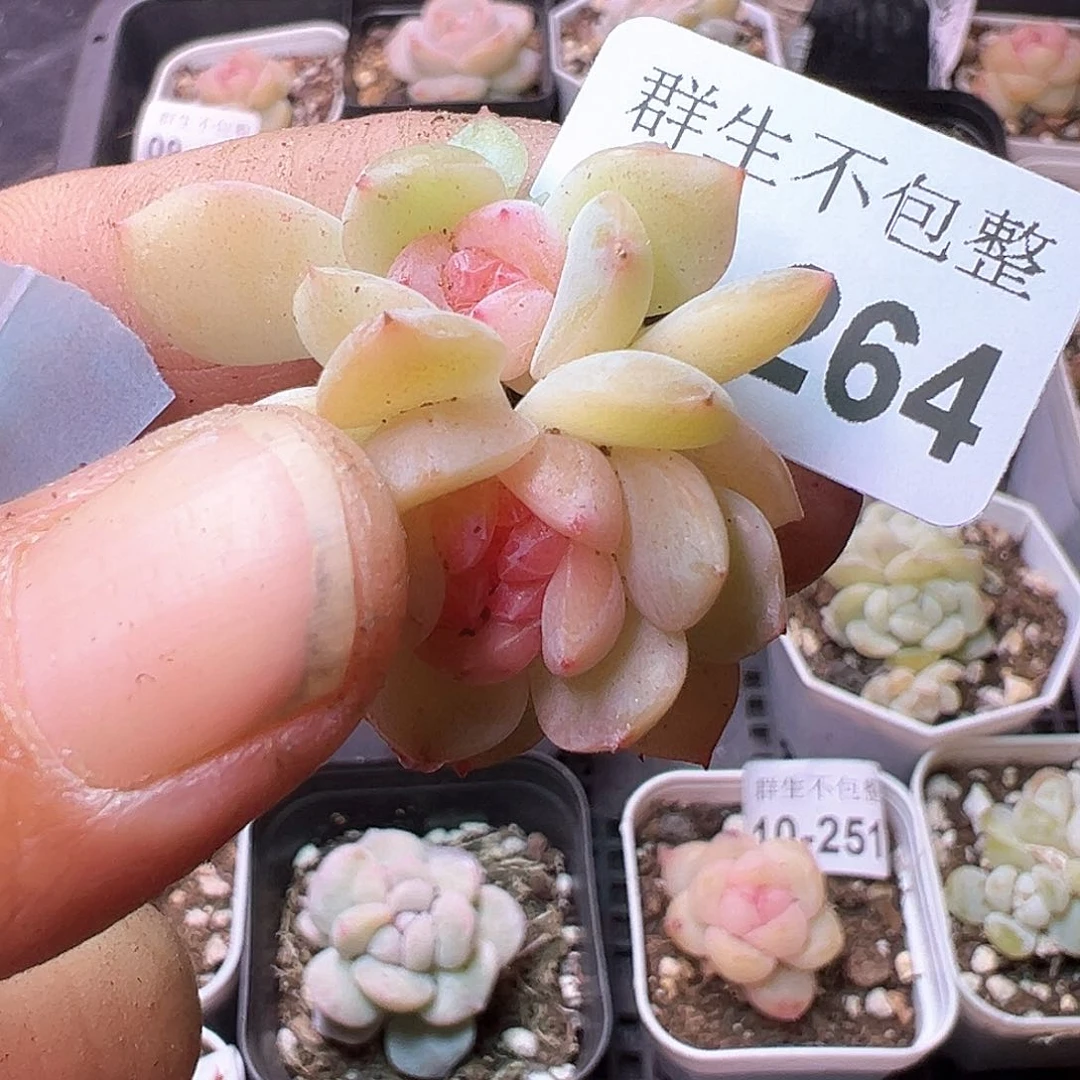 小卡拉米糖心一物一拍14-264