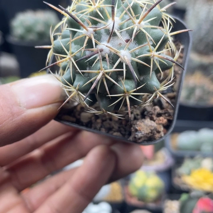 实生强刺钢钉一颗包邮