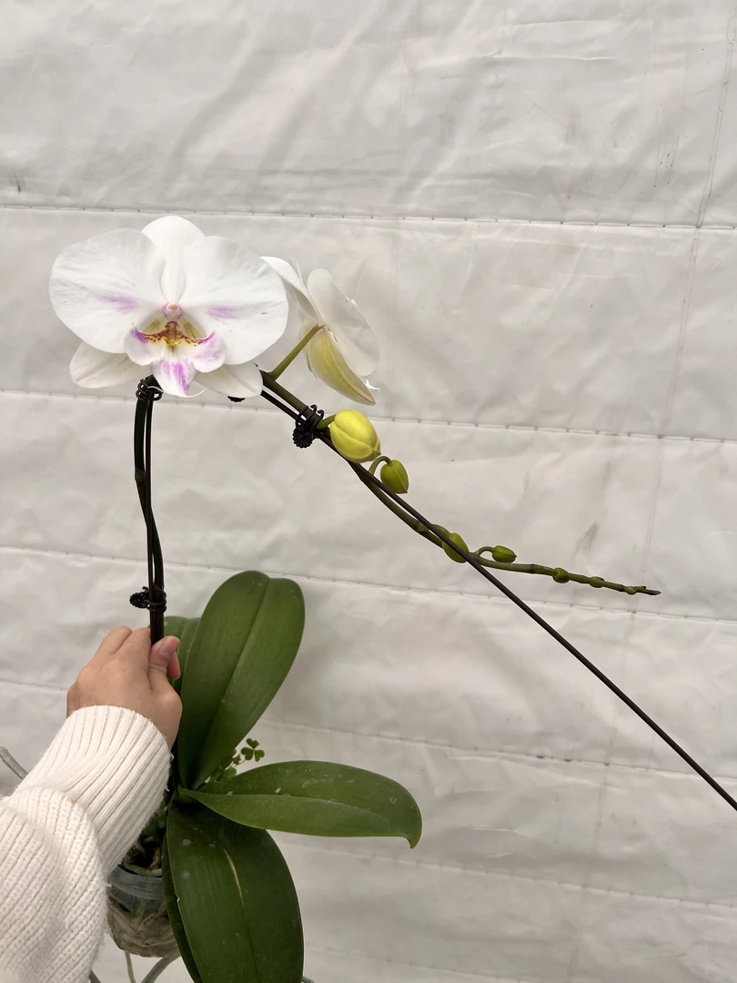 云鹏蝴蝶兰（白牡丹）带花带花苞