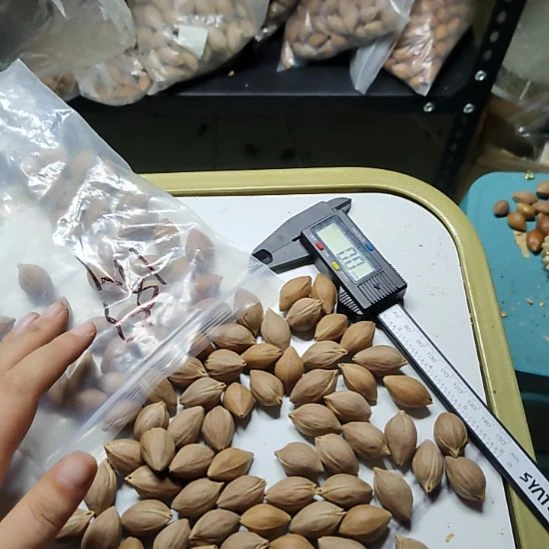 草****橄榄核吊坠小籽一包