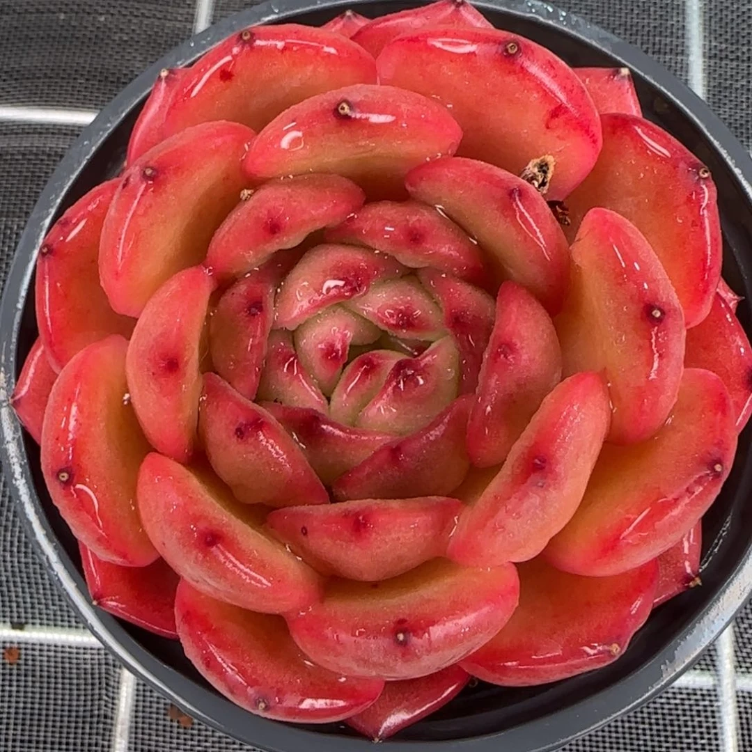 从前慢花园精选多肉劳拉