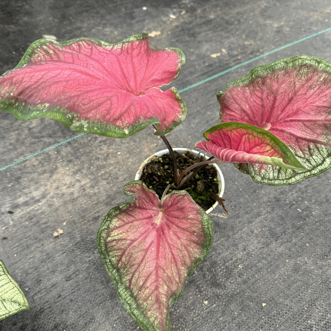 【彩叶芋】（佛罗里达甜心）热植耐热种球多年生 超可爱绿植盆栽