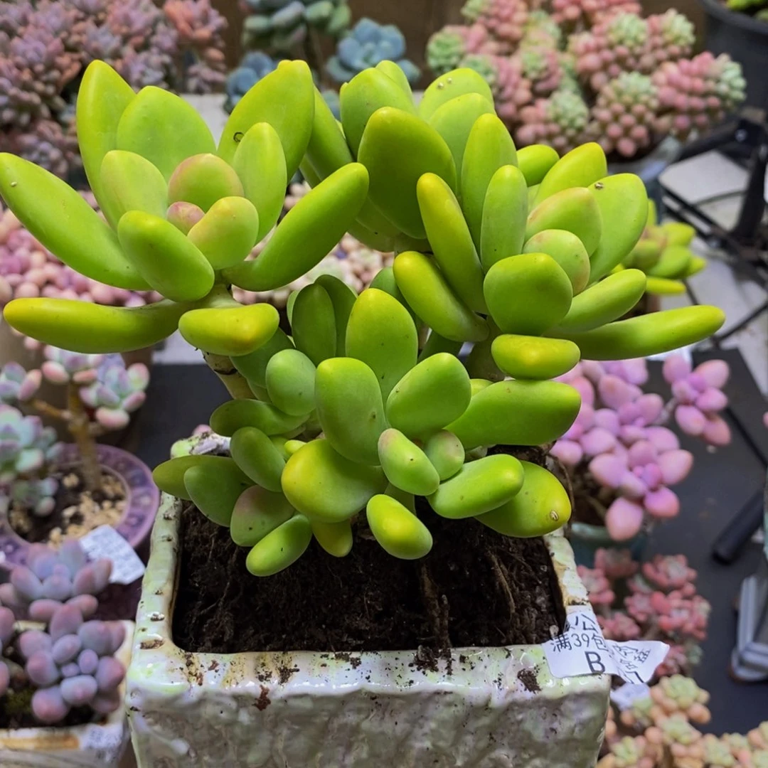 快***。737芒果奶15cm多肉
