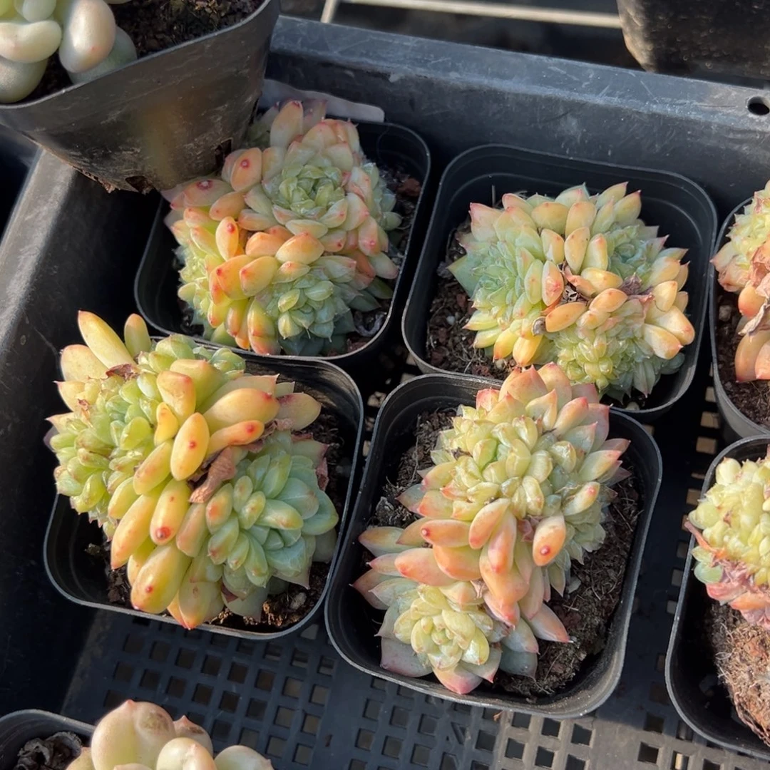 冰葡萄5头群到手1颗