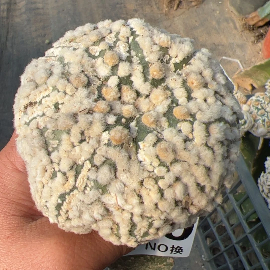 花园兜仙人球239