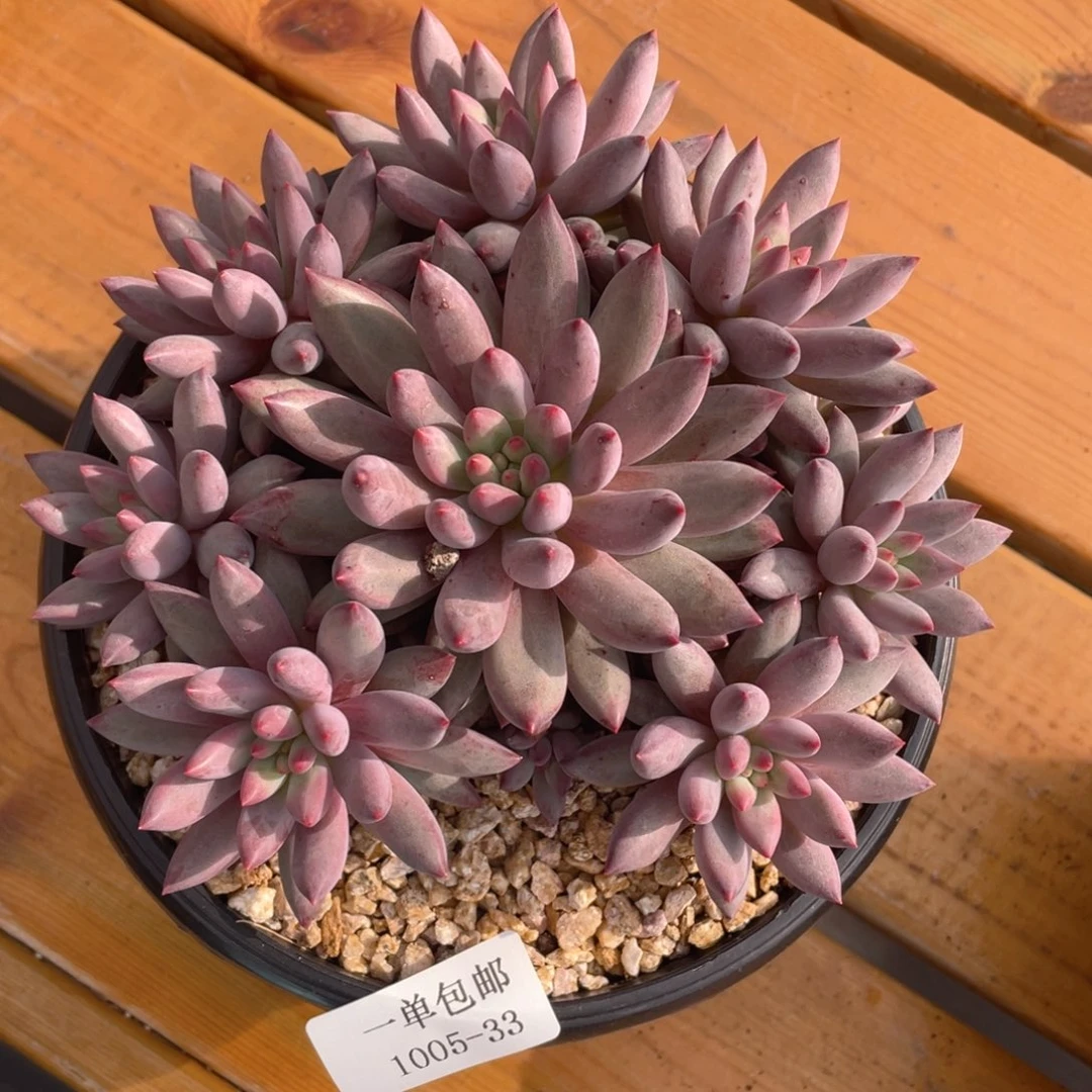 1005-33-虞。。。，，