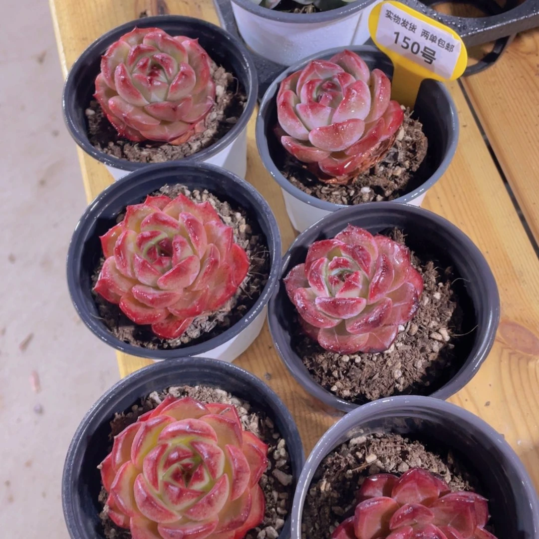 150号 丸叶全状态夜魔侠单头两颗