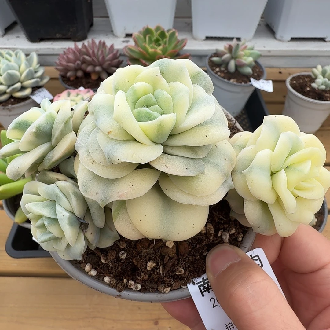 四头可爱玫瑰锦1111109-134