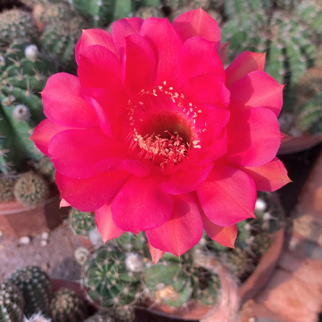 4010实生彩草群瑕疵