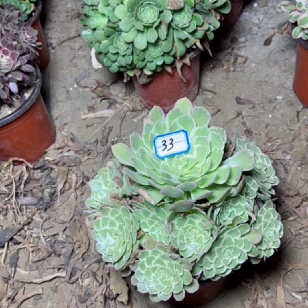 【闪购商品】唐*瑜断枝不包水蜜桃33