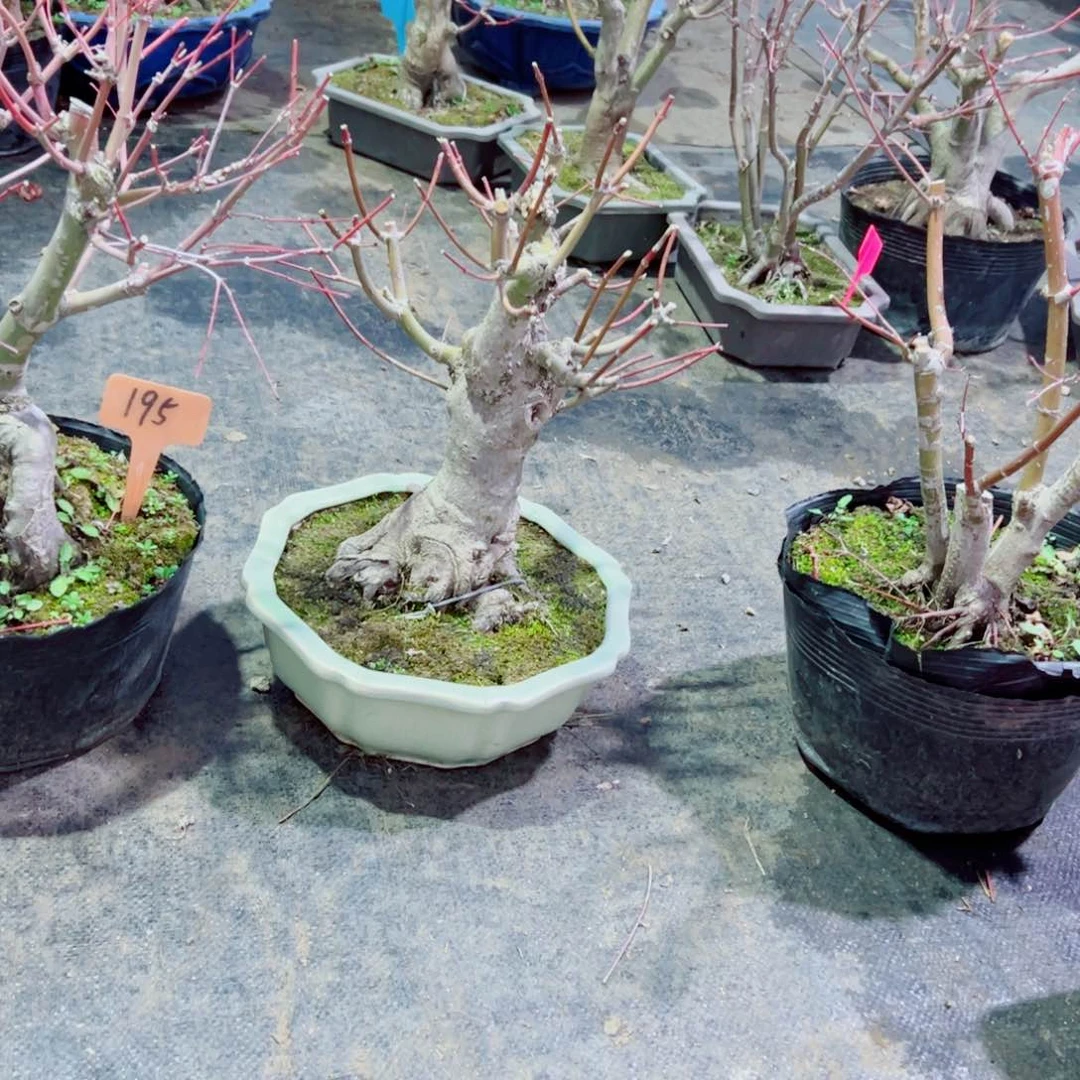 m**g枫树枫树枫树枫树