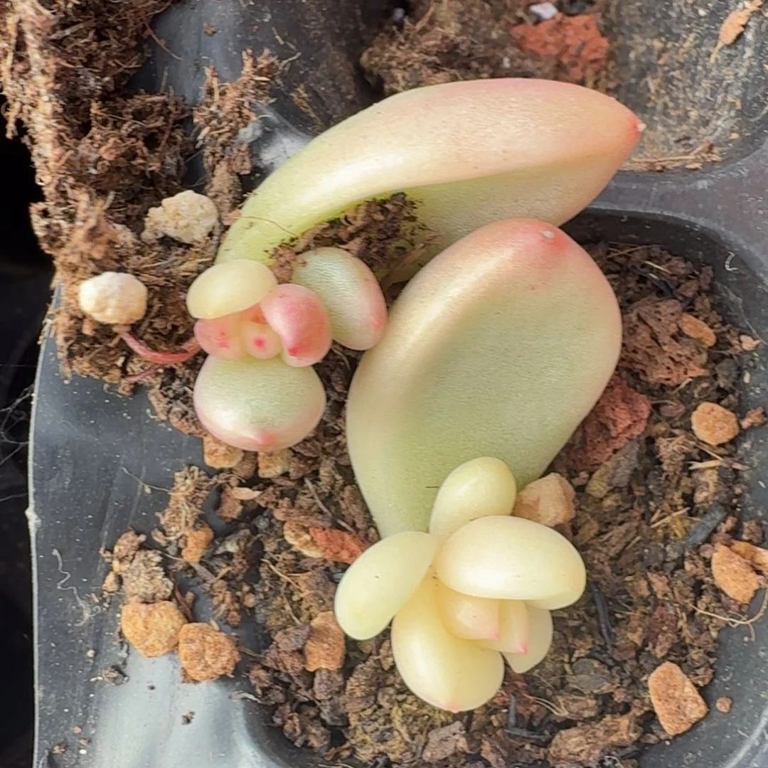 奶油鳄梨锦一组的推进