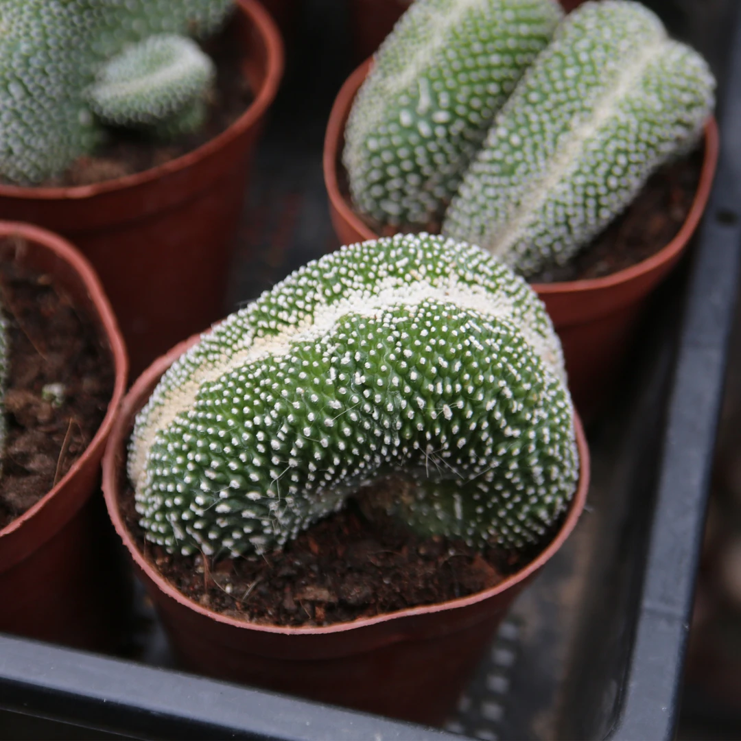 松露玉缀化仙人球多肉植物