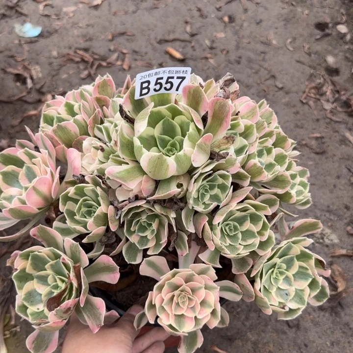 妖月……多肉植物……
