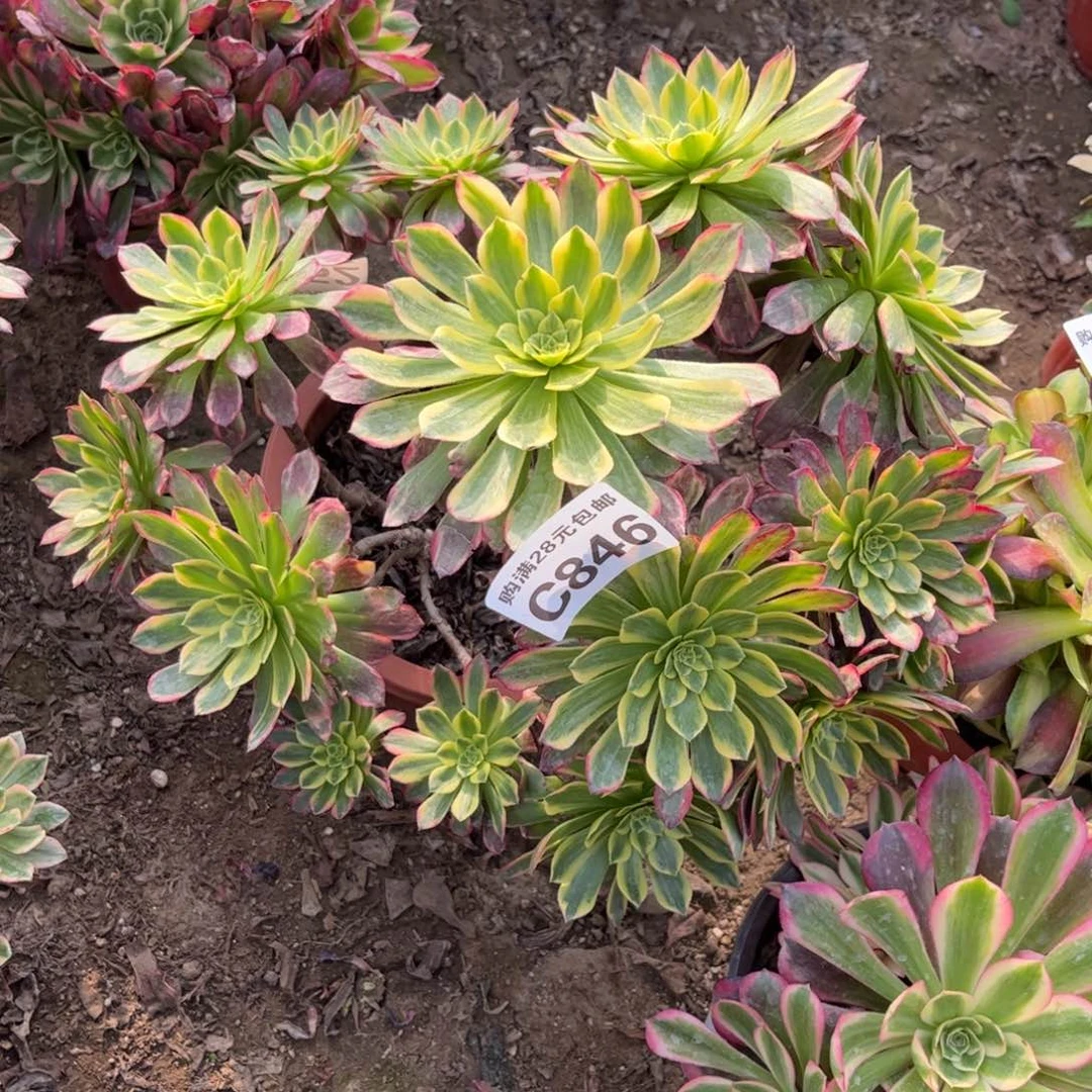 江****姐846多肉植物朝霞