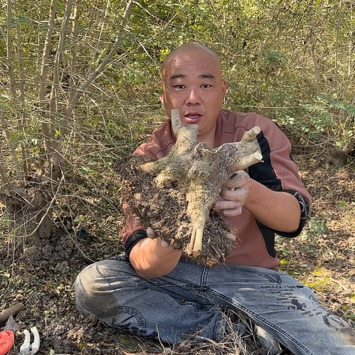 无***。无花朵对节白蜡素材一颗