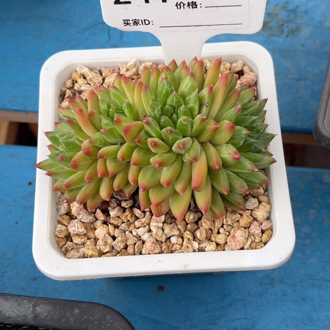 毕加索多肉植物241