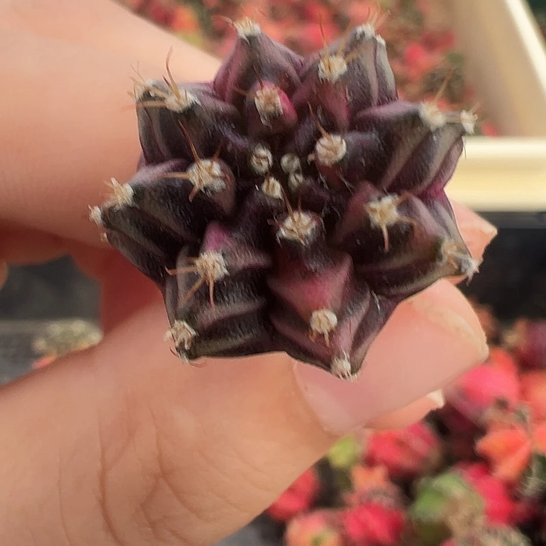 74 好看的米哈冲冲冲