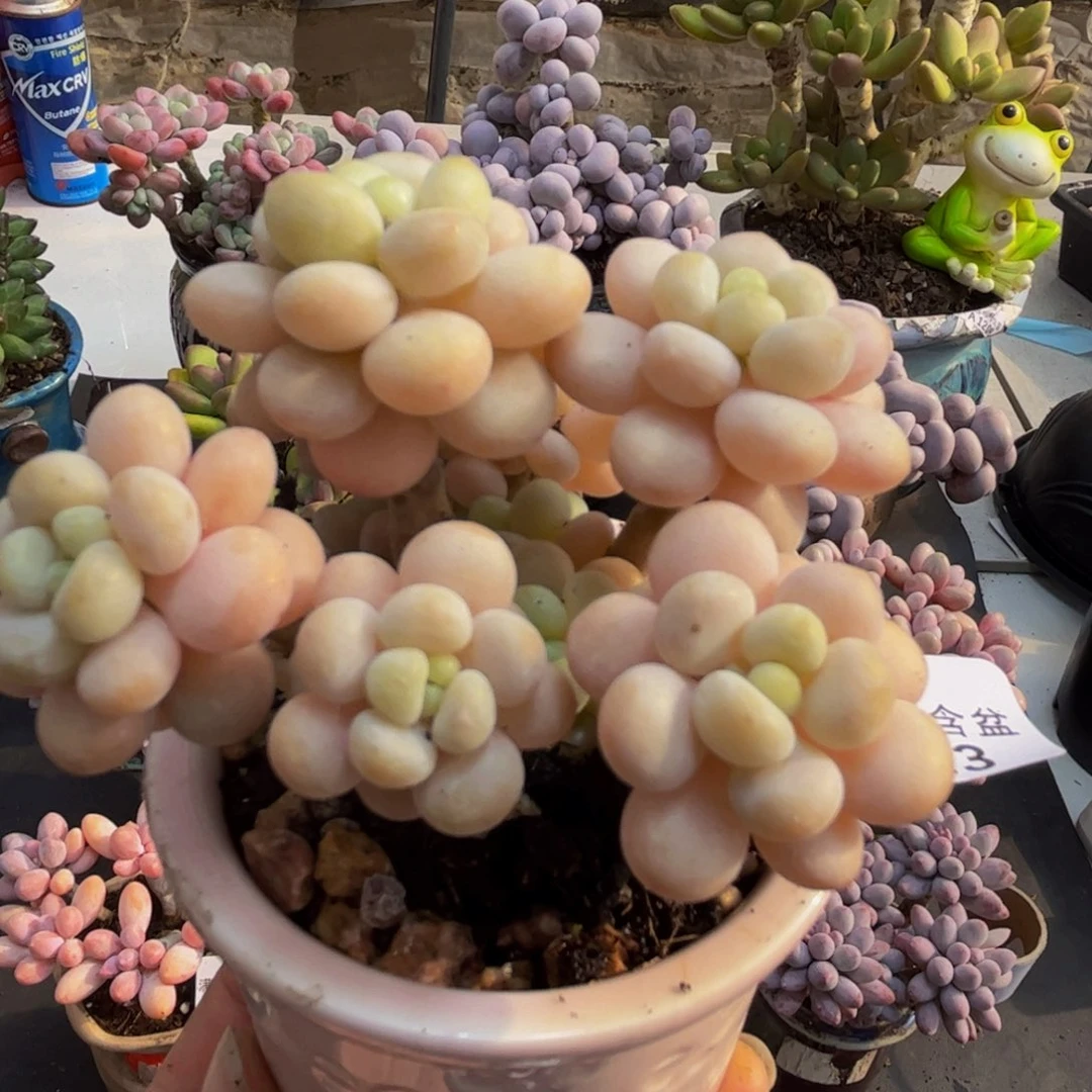 013/6cm洛可可多肉植物