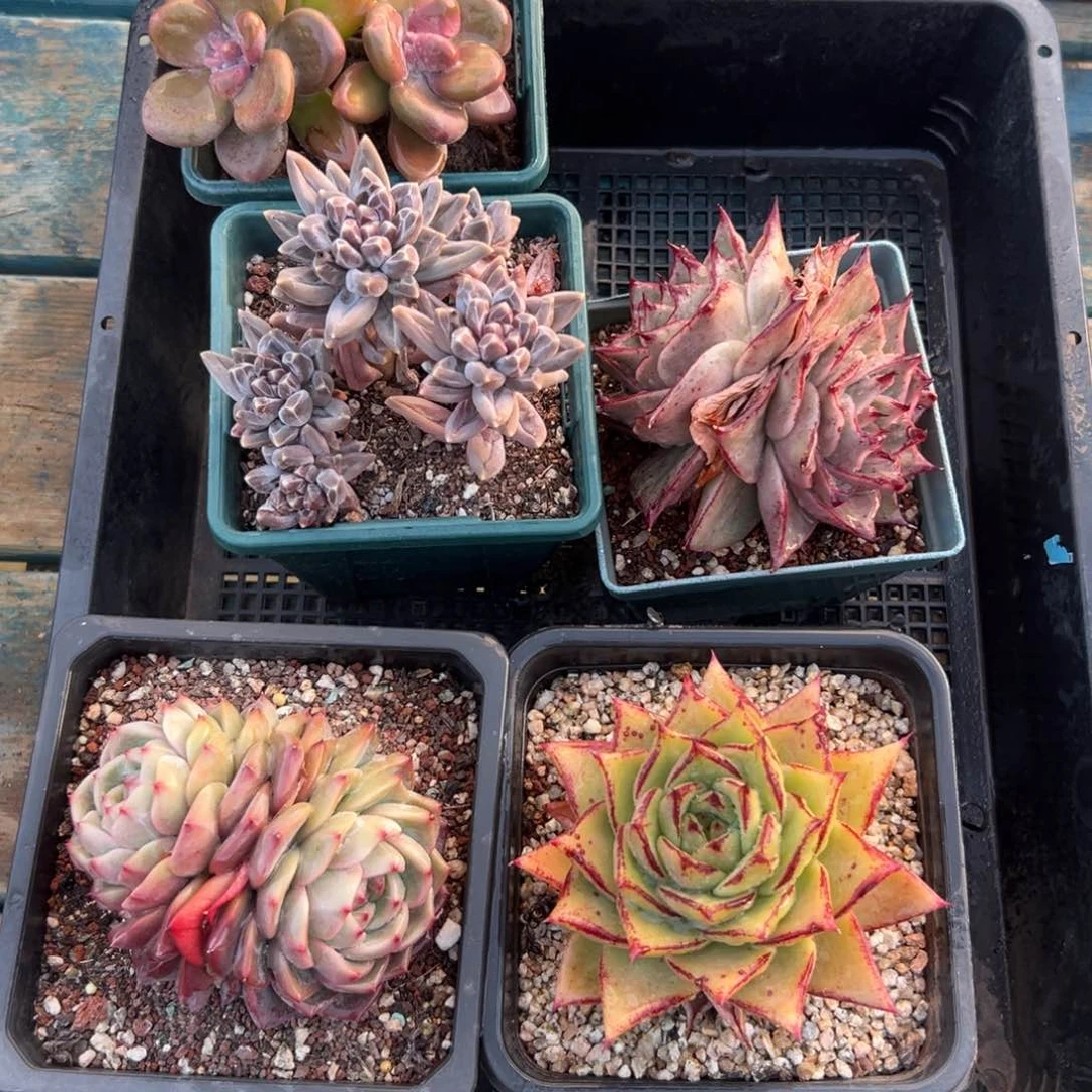 多肉编号0121-162