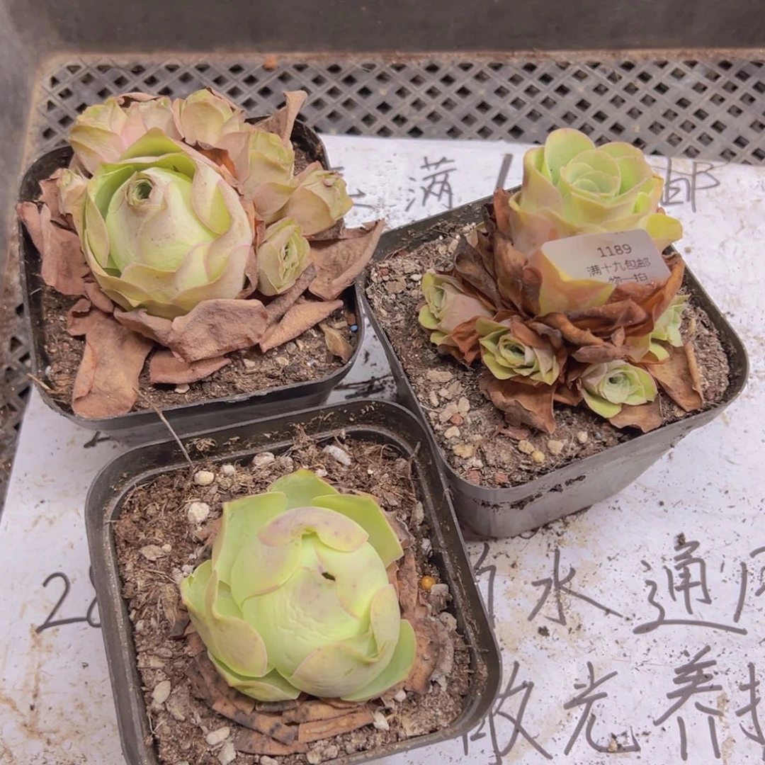 1189 侧牙掉了不包损无售后