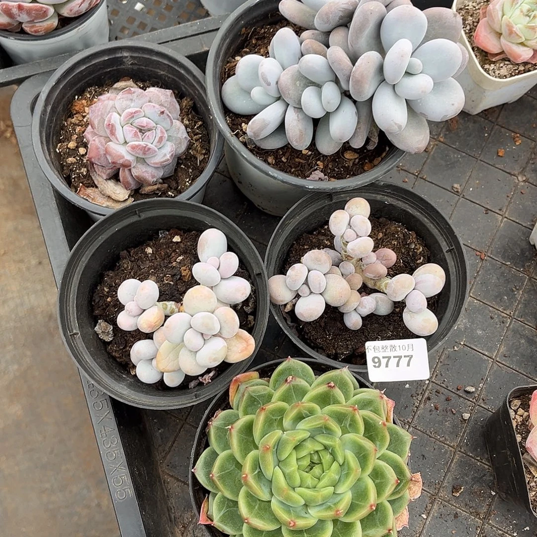 阿雅园艺。       9777