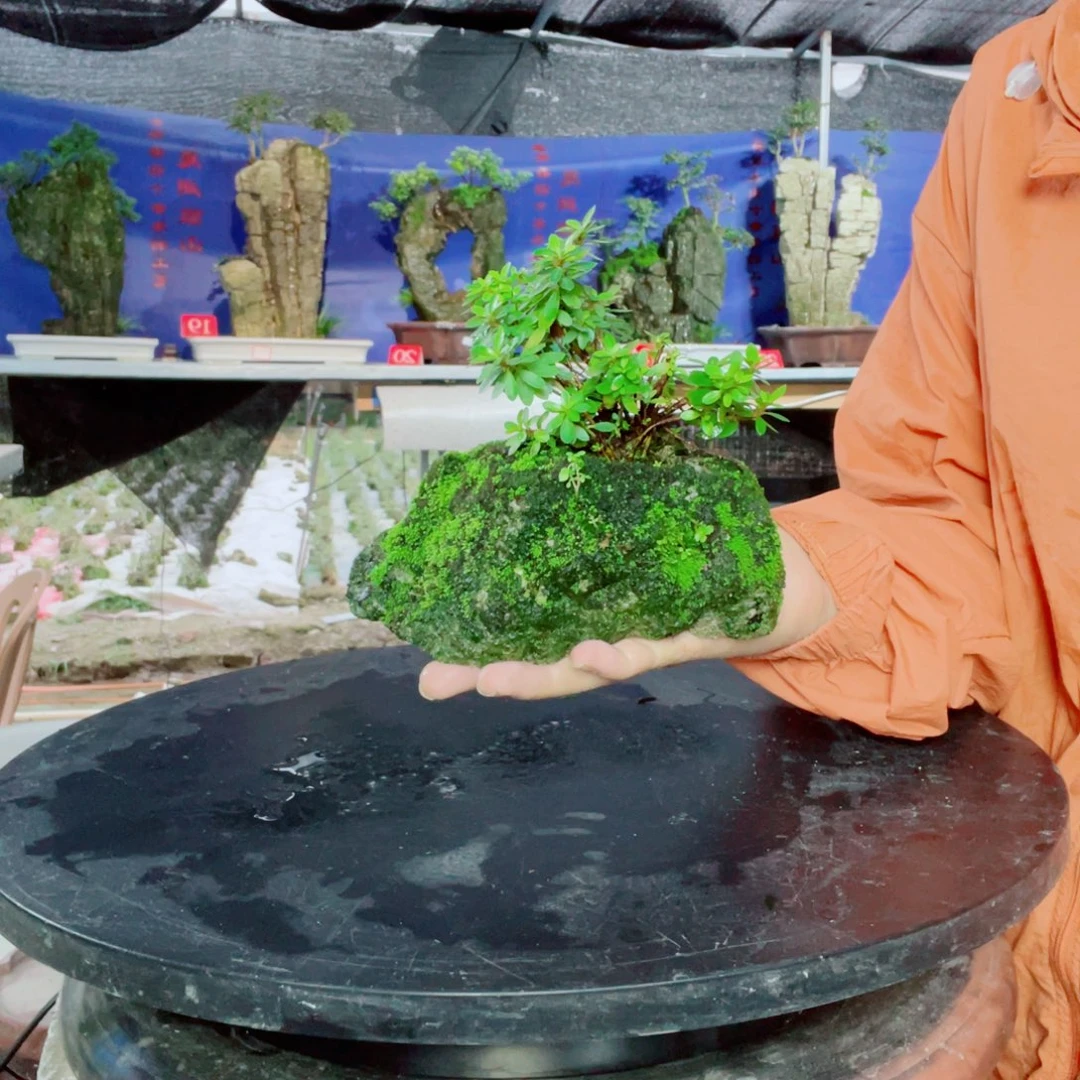 石***樂完全开放意阔老师家不带盆