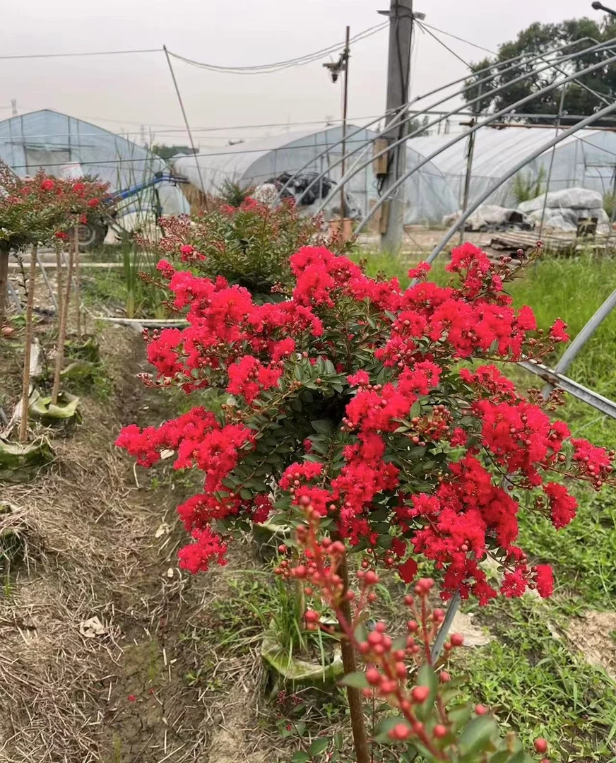 紫薇花树苗红火球天鹅绒花卉美国红火箭耐寒耐热室外四季庭院地栽