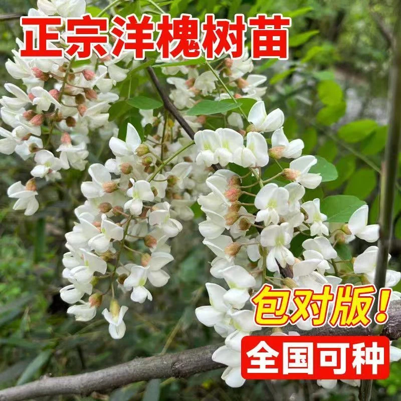 庭院植物洋槐树苗 洋槐花树苗 刺槐树白花槐树苗槐树花可以食用