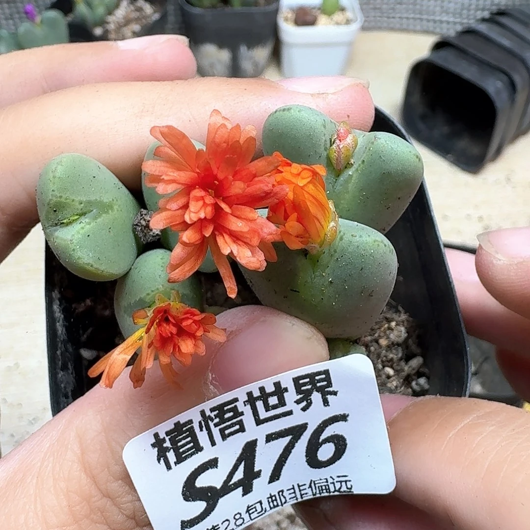 多肉植物的人生fgh