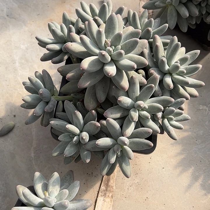 呜啦奶群生手捧多肉