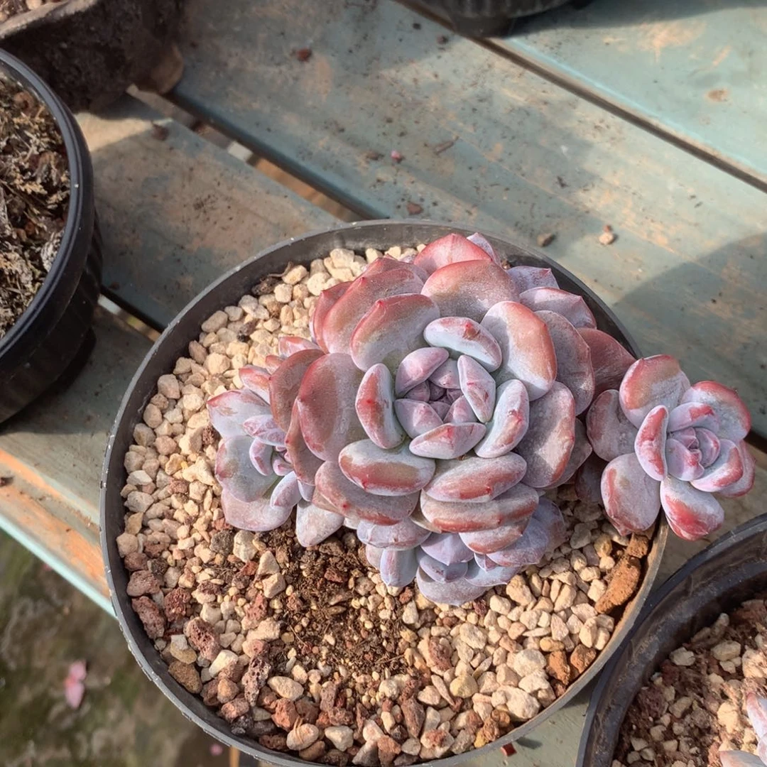 无花朵花花花花花花花花39