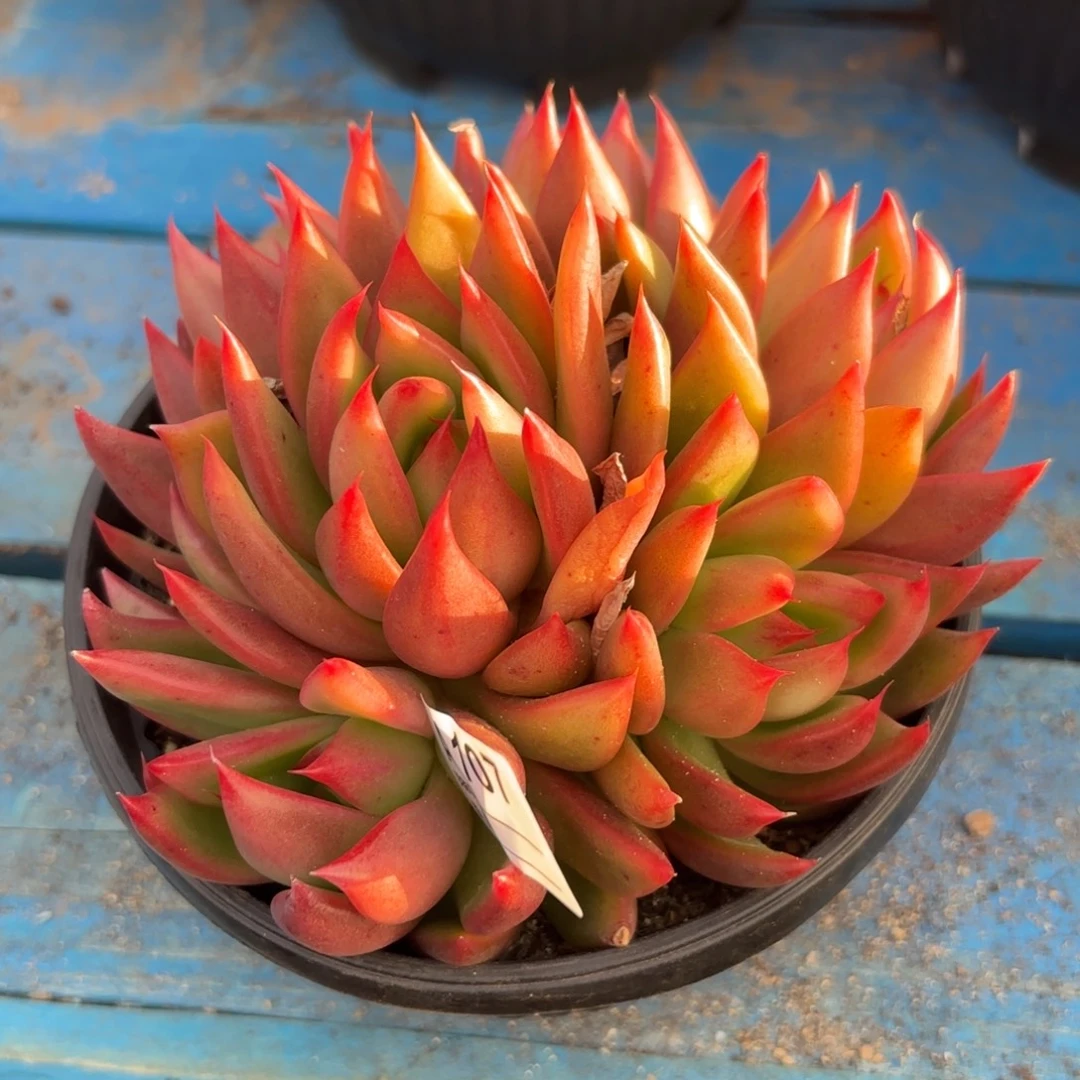 若茹东云单拍A107
