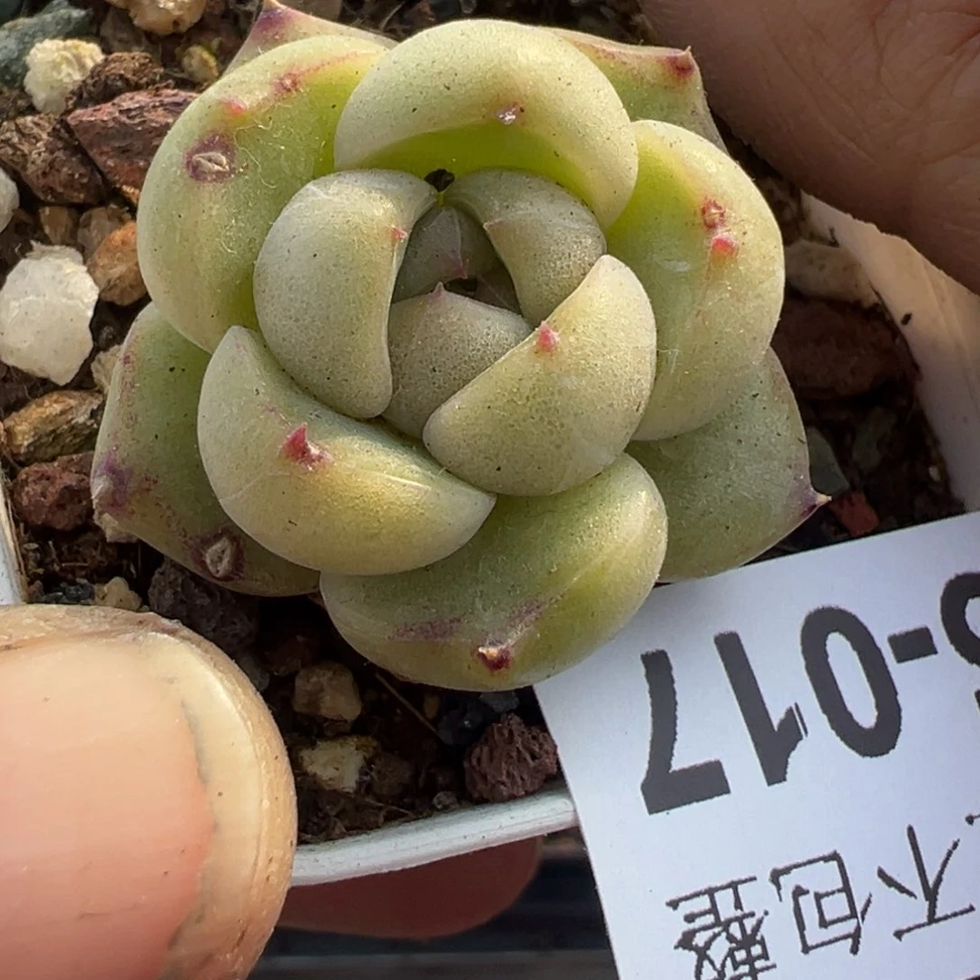 小卡拉米糖心一物一拍5-17