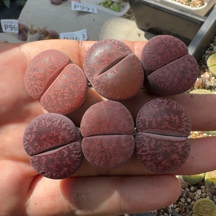 用***3P992酒红混合母本