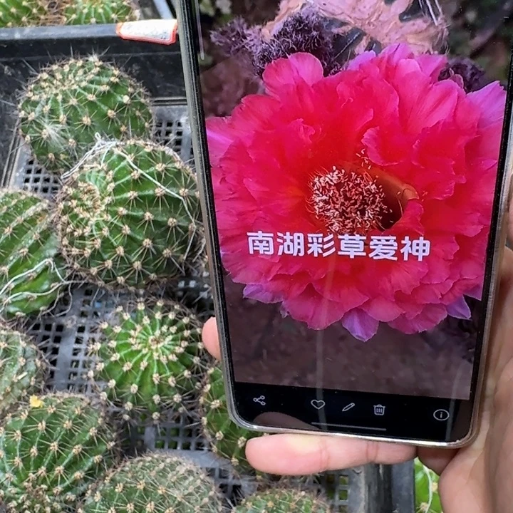 368彩草爱神歪5公分左右无根侧牙，20包邮