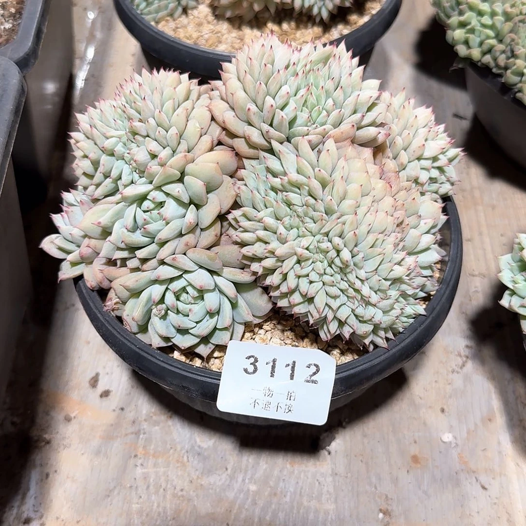 ?****旧3112号TP缀化