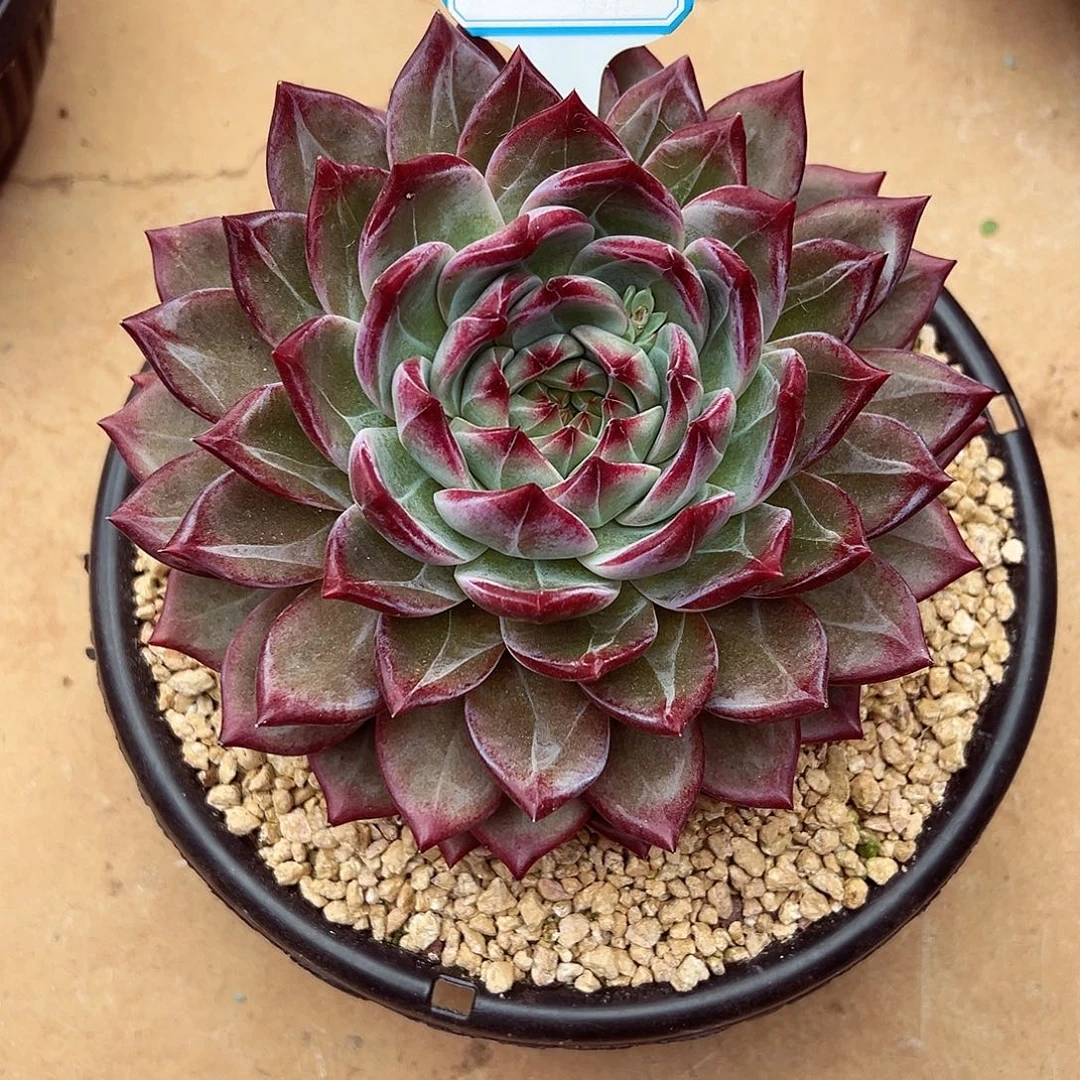 1106-02绝绝子紫罗兰