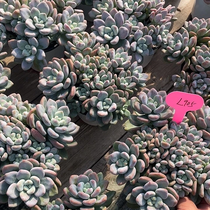 红洛神多肉植物群生905