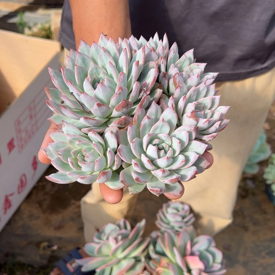 @***哥粉蓝鸟多肉273号多肉