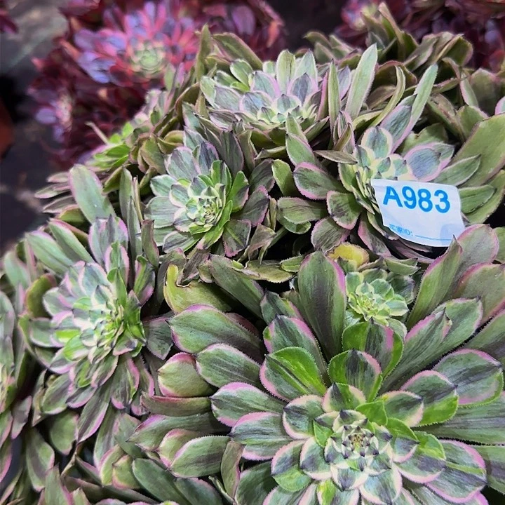 七***忆983花脸粉黛多肉法师