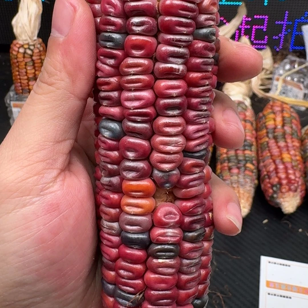 柏香籽/百香籽吊坠佩**姐