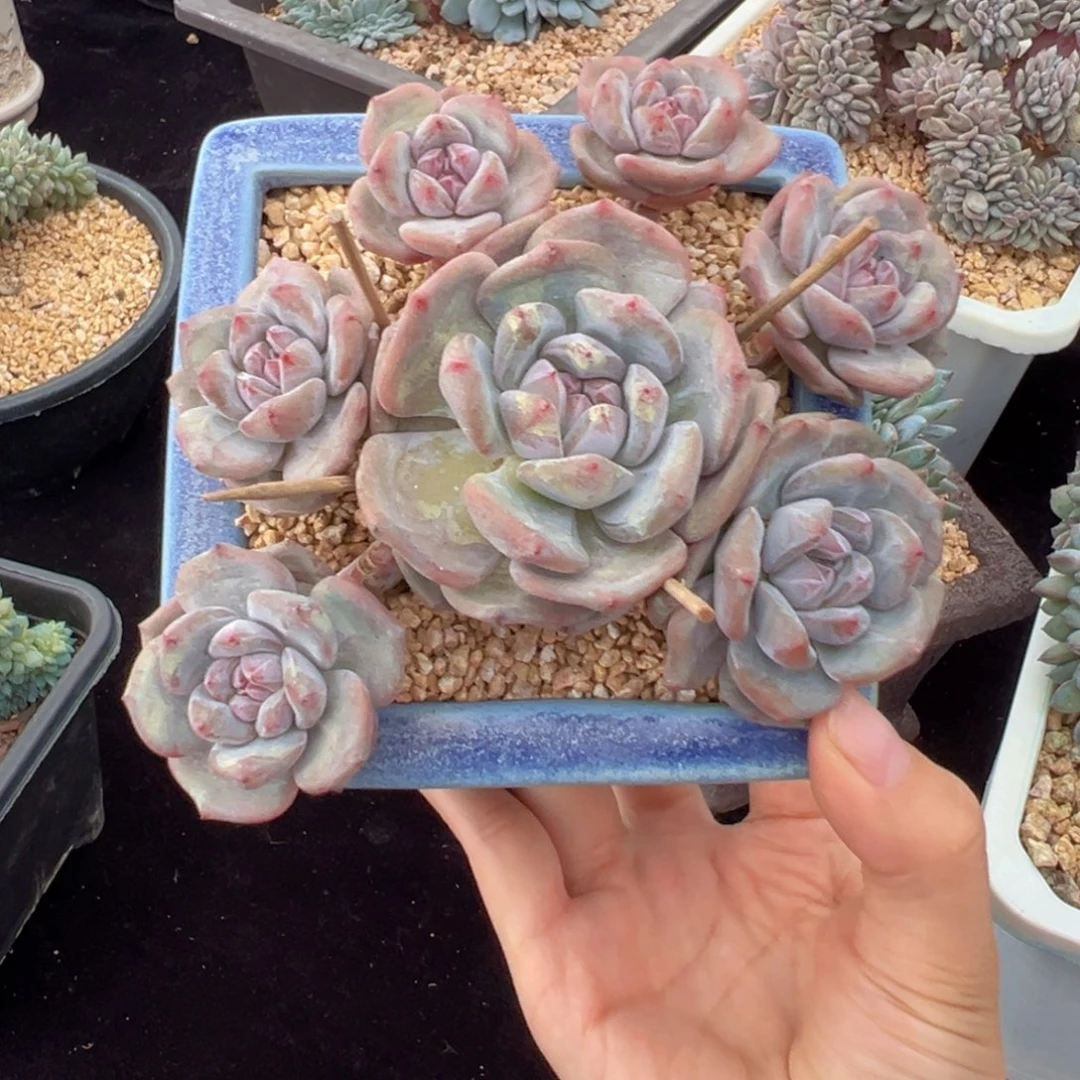 新年快乐 新年快乐 新年快乐