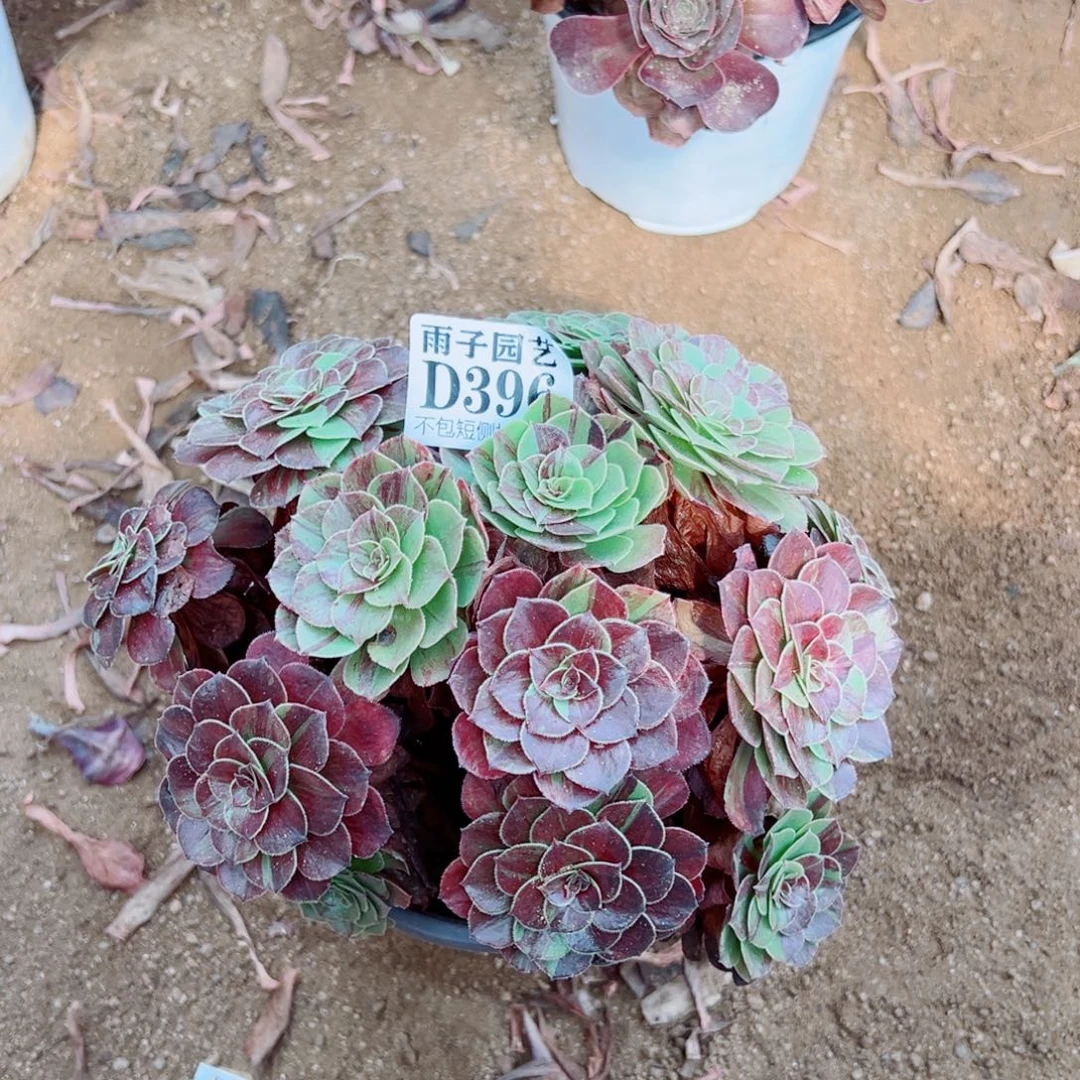396花月夜尺寸20左右