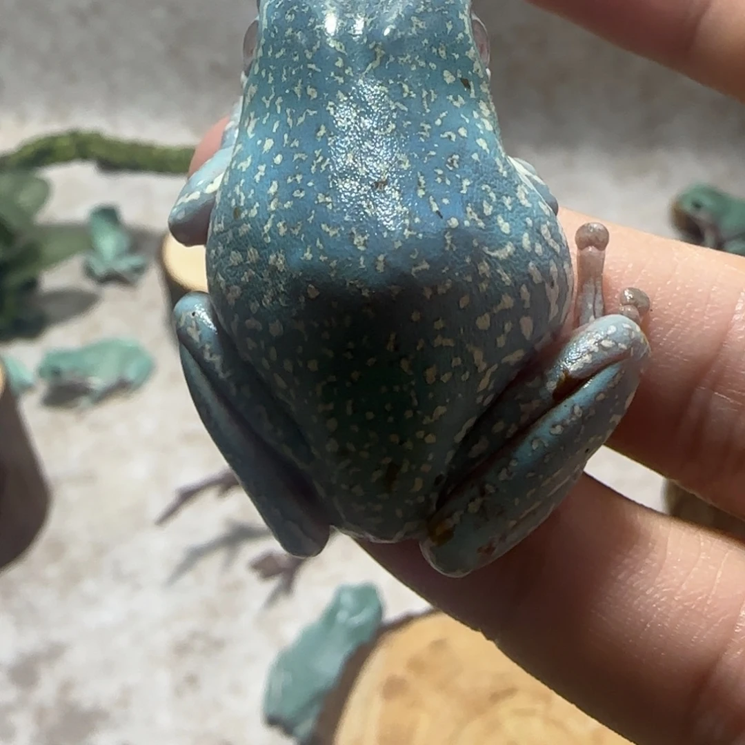 老爷树蛙驼背满雪澳洲蓝姥爷