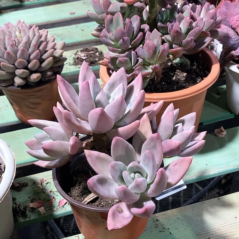 【闪购商品】桃花源1753