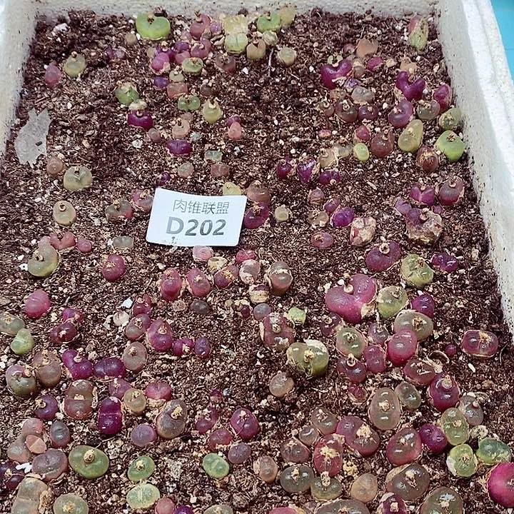 202呃呃呃呃呃呃呃呃呃