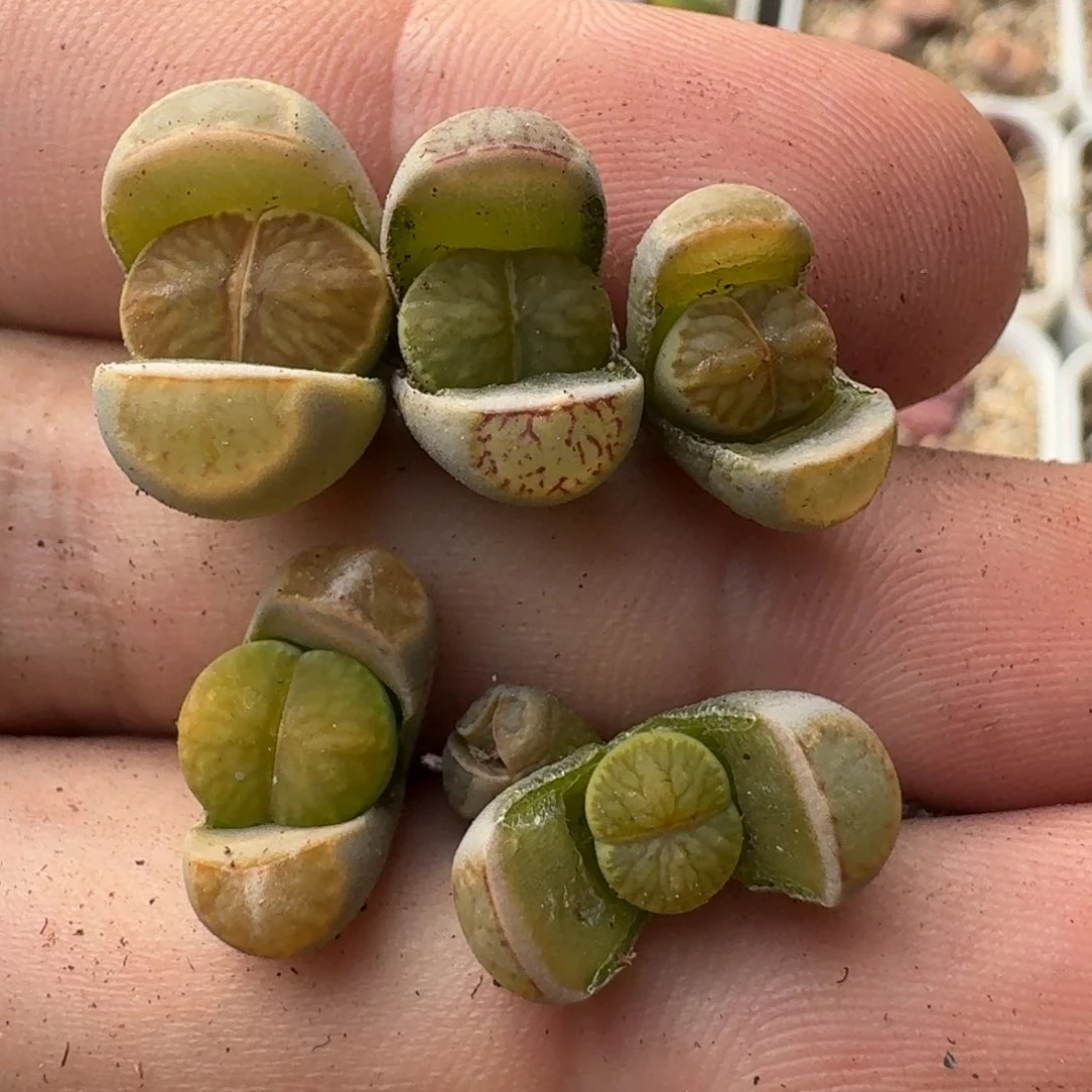 G723绿李回交版荷叶绿菊一年半