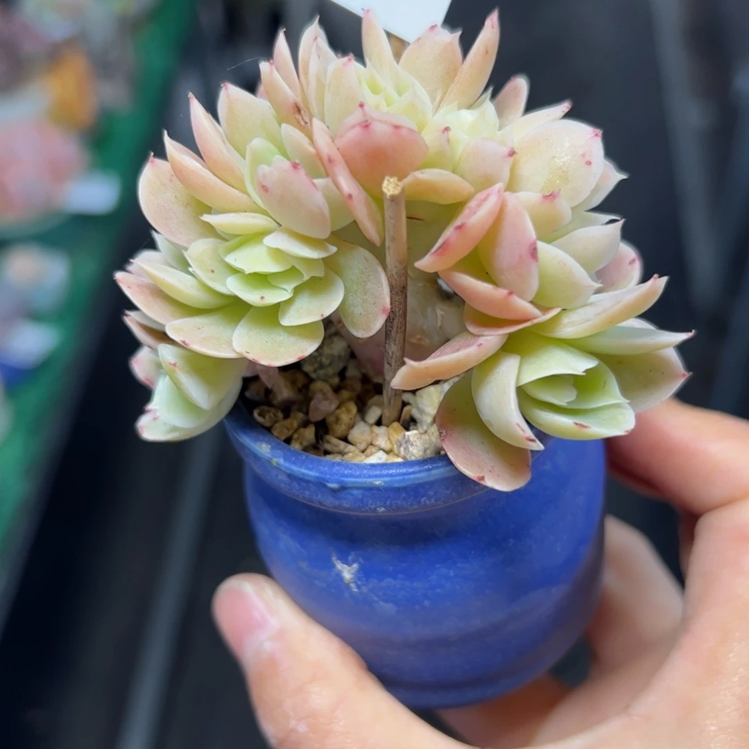 250满38包邮多肉植物